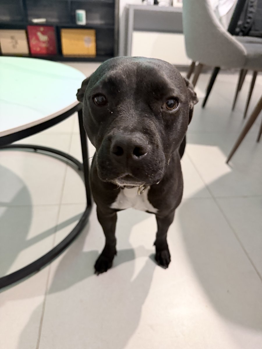 Foto de frente de Shaina