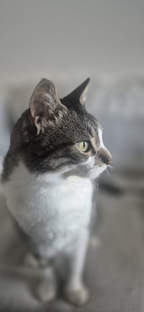 Foto de perfil de Rayo