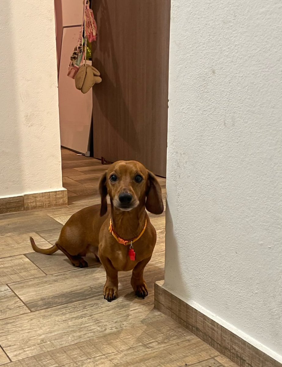Foto de frente de Pancho