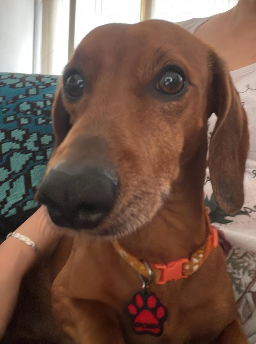 Foto de perfil de Pancho