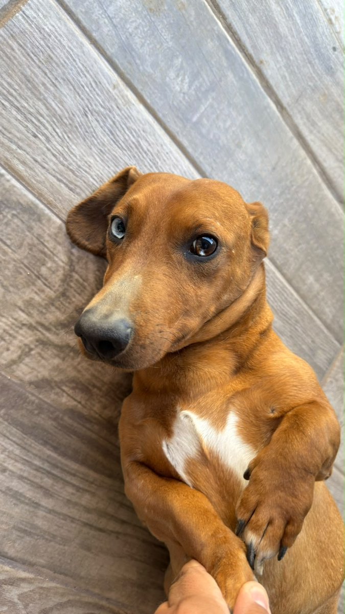 Foto de frente de Oddie