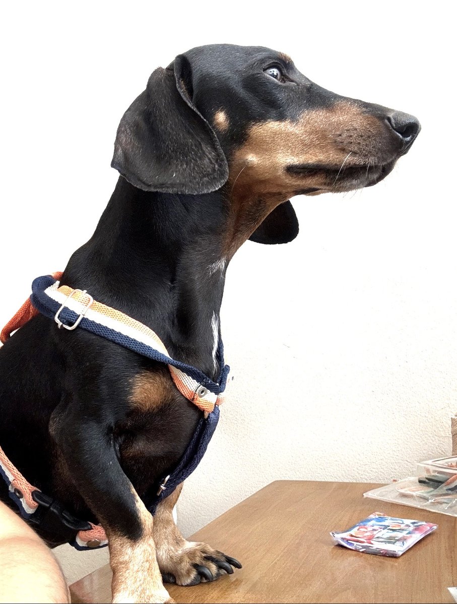 Foto de perfil de SUCRE
