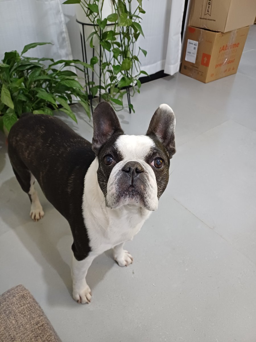 Foto de frente de Otto