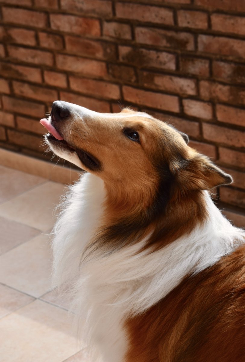 Foto de perfil de Max Boscarol