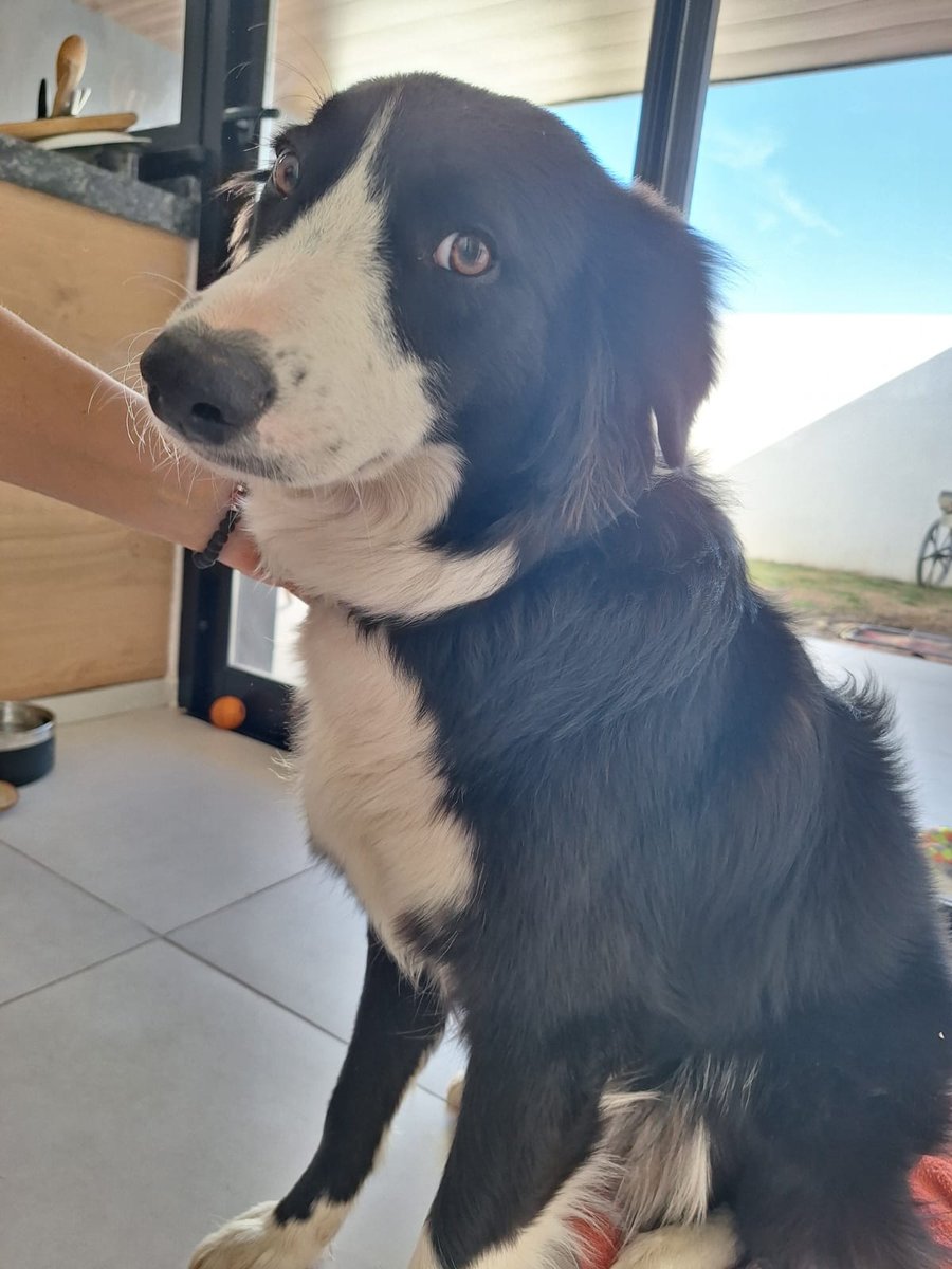 Foto de frente de Pippa