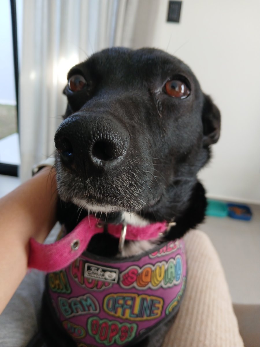 Foto de frente de Budin