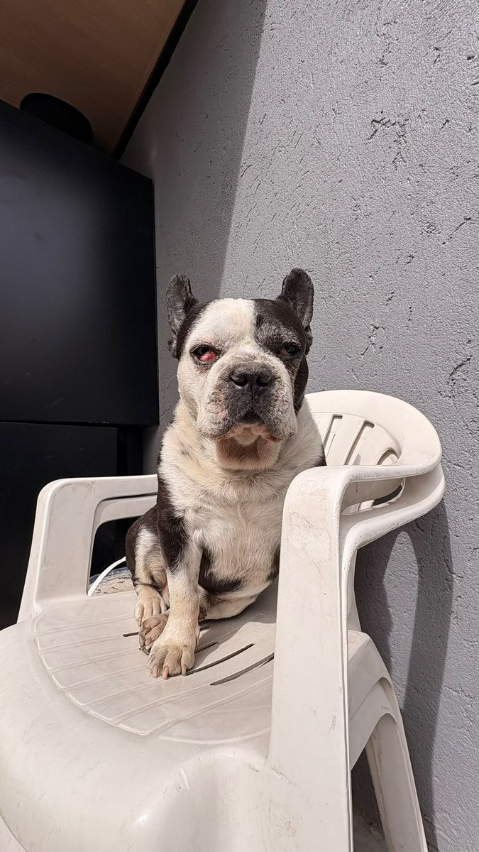 Foto de frente de Spike