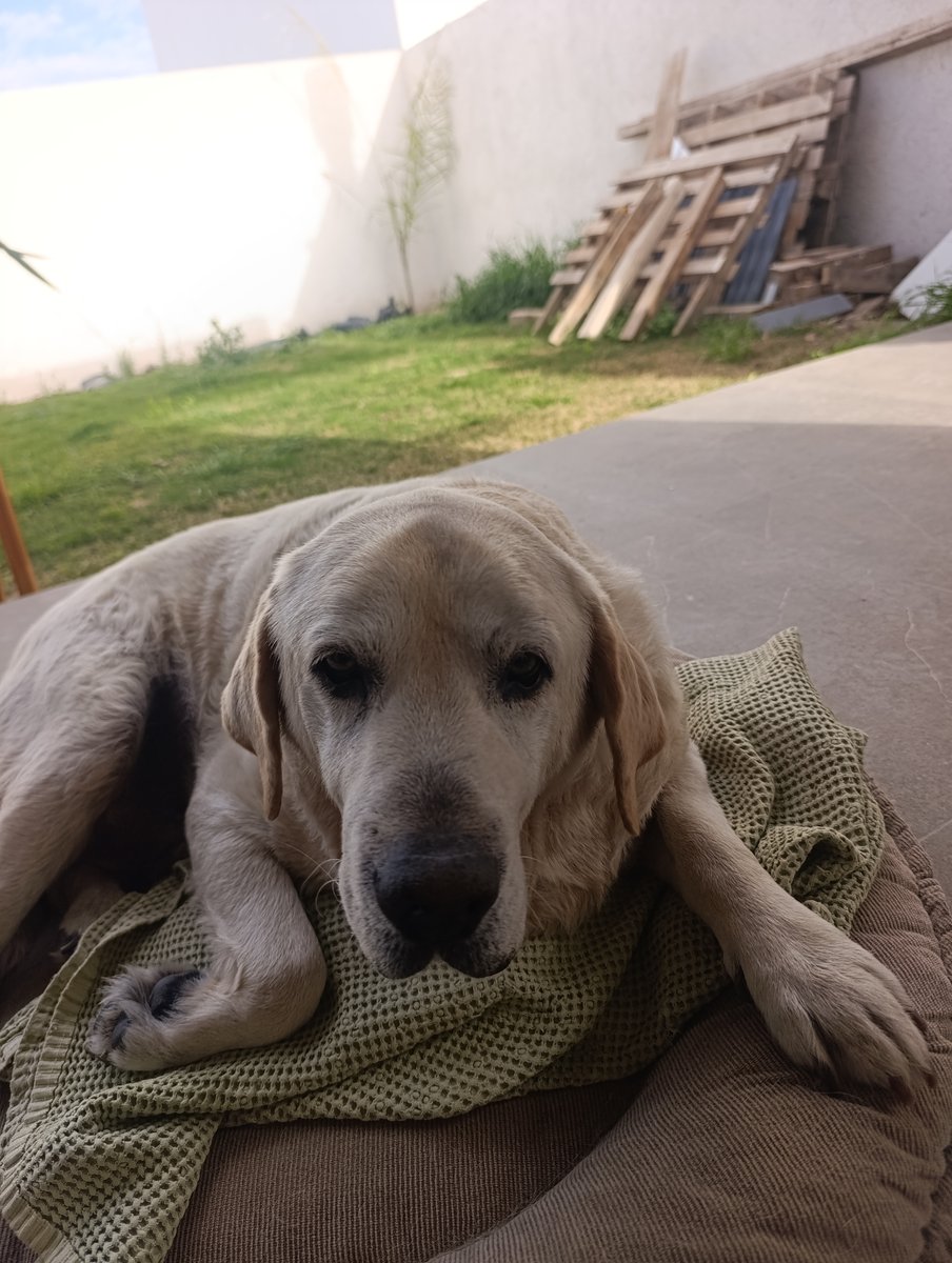 Foto de frente de Mirko