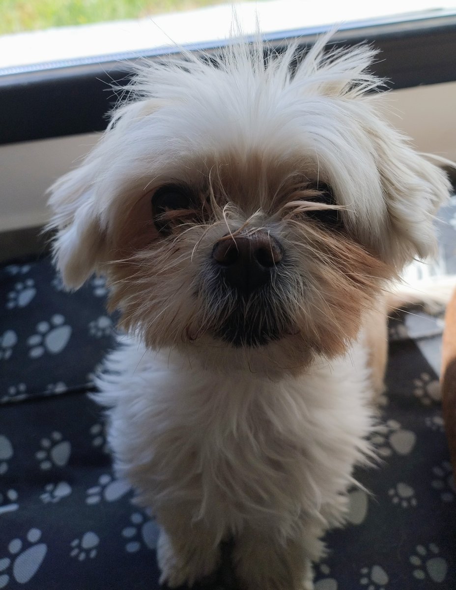 Foto de frente de Bella
