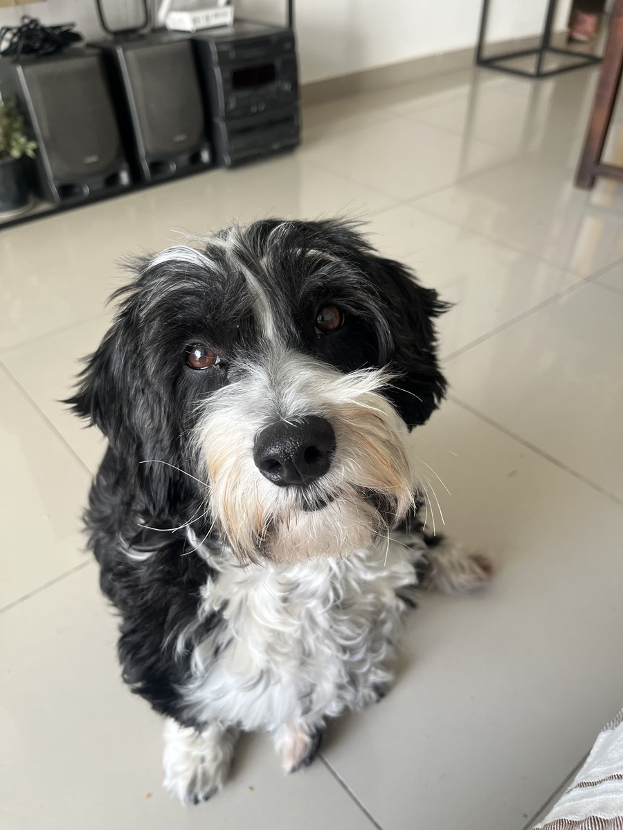 Foto de frente de Mucca