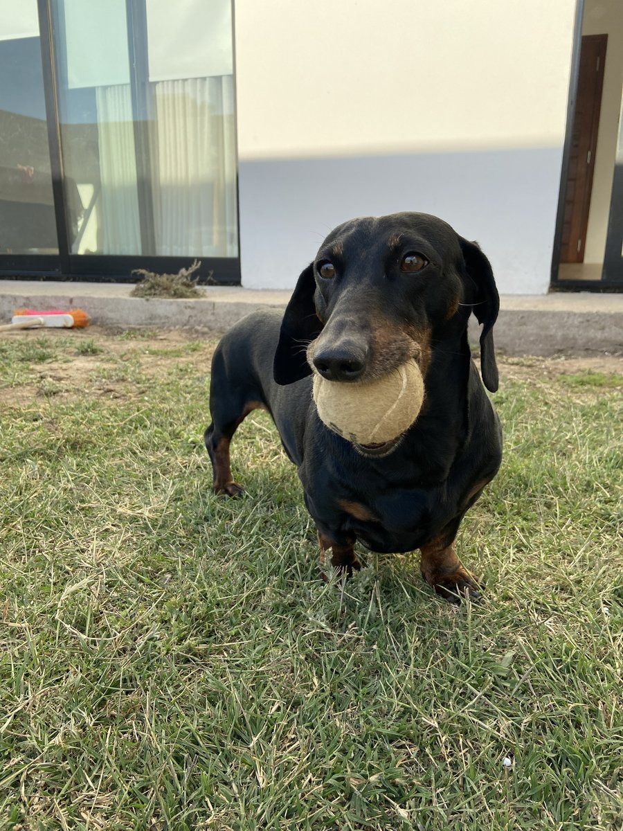 Foto de frente de Toby