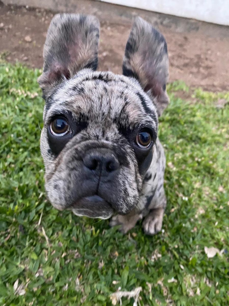 Foto de frente de AMADEO
