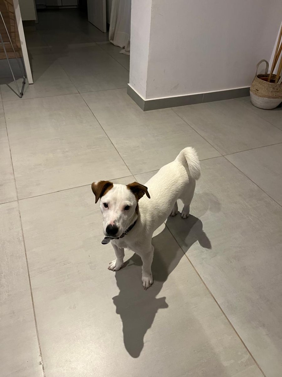 Foto de frente de Rufo