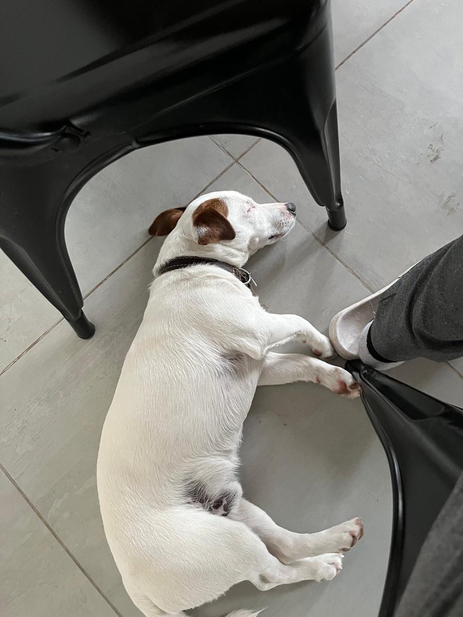 Foto de perfil de Rufo