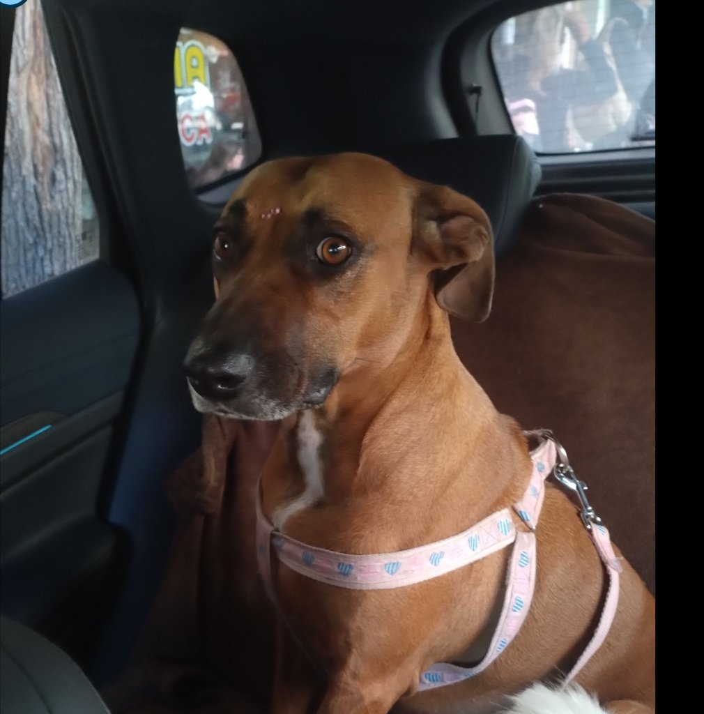 Foto de frente de Lulu