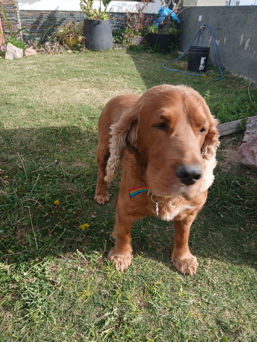 Foto de frente de Yaco