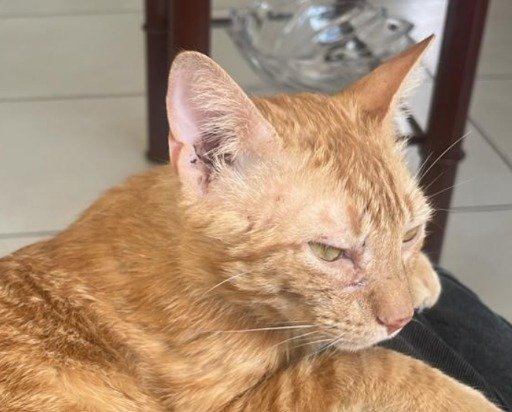 Foto de perfil de Limón