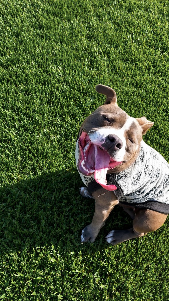 Foto de frente de Rocky Staffy