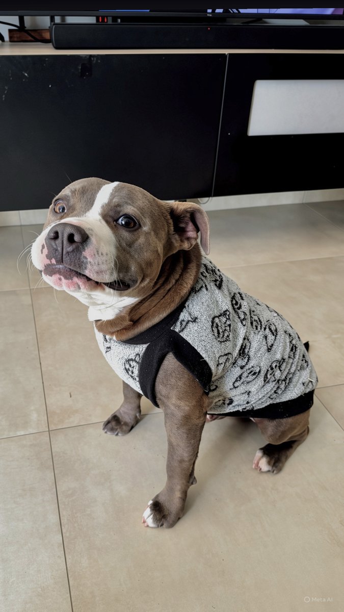 Foto de perfil de Rocky Staffy