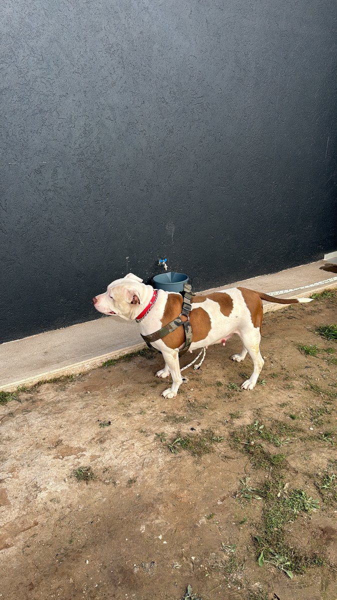 Foto de perfil de Akira