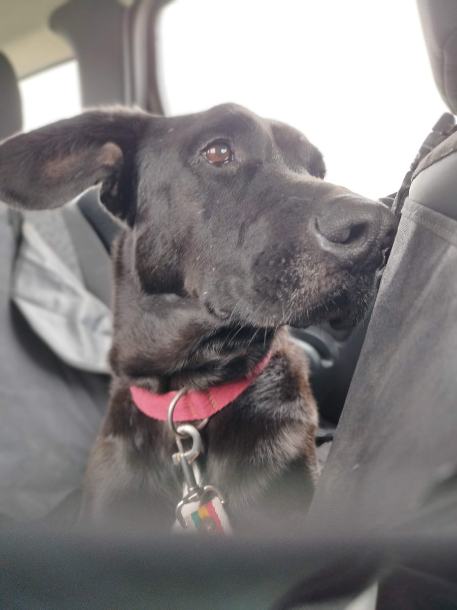 Foto de perfil de Rufo