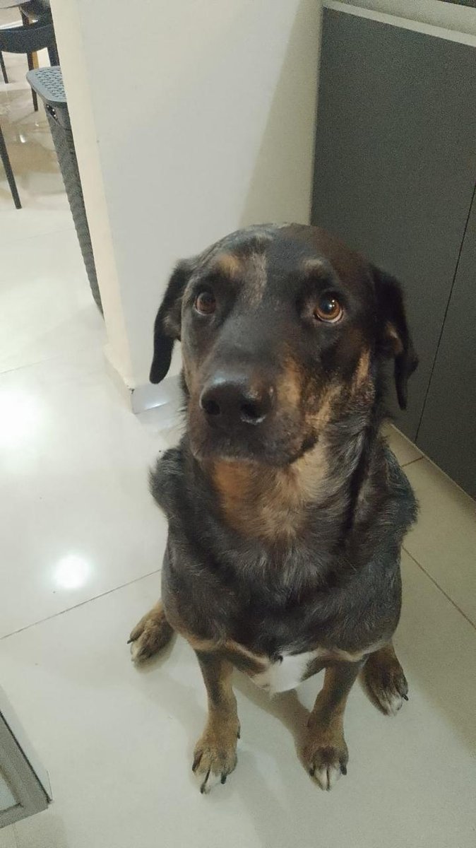 Foto de frente de Max