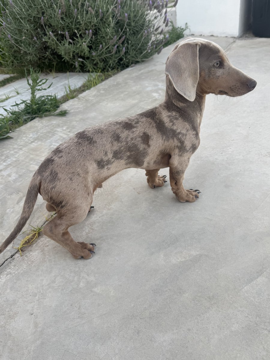 Foto de perfil de Juanito