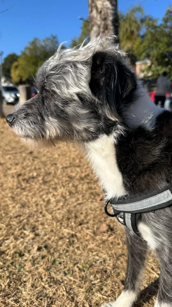 Foto de perfil de Budín Del LLano