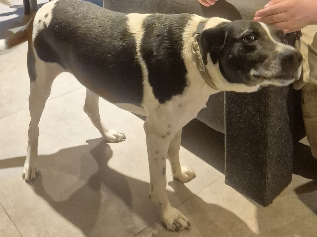 Foto de perfil de Mancha