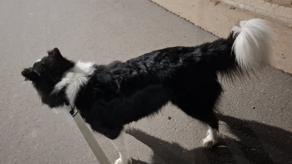Foto de perfil de Apolo