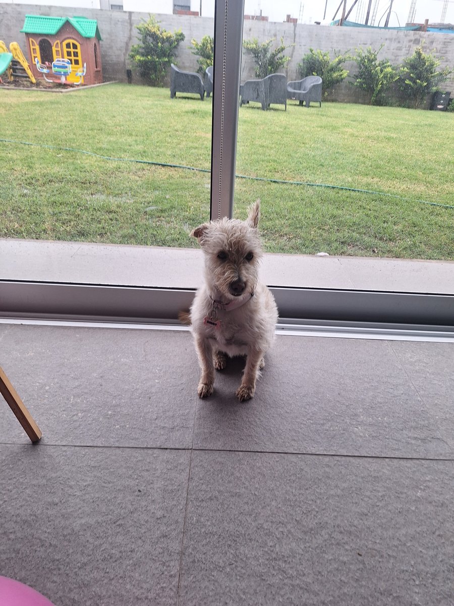 Foto de frente de Shuby