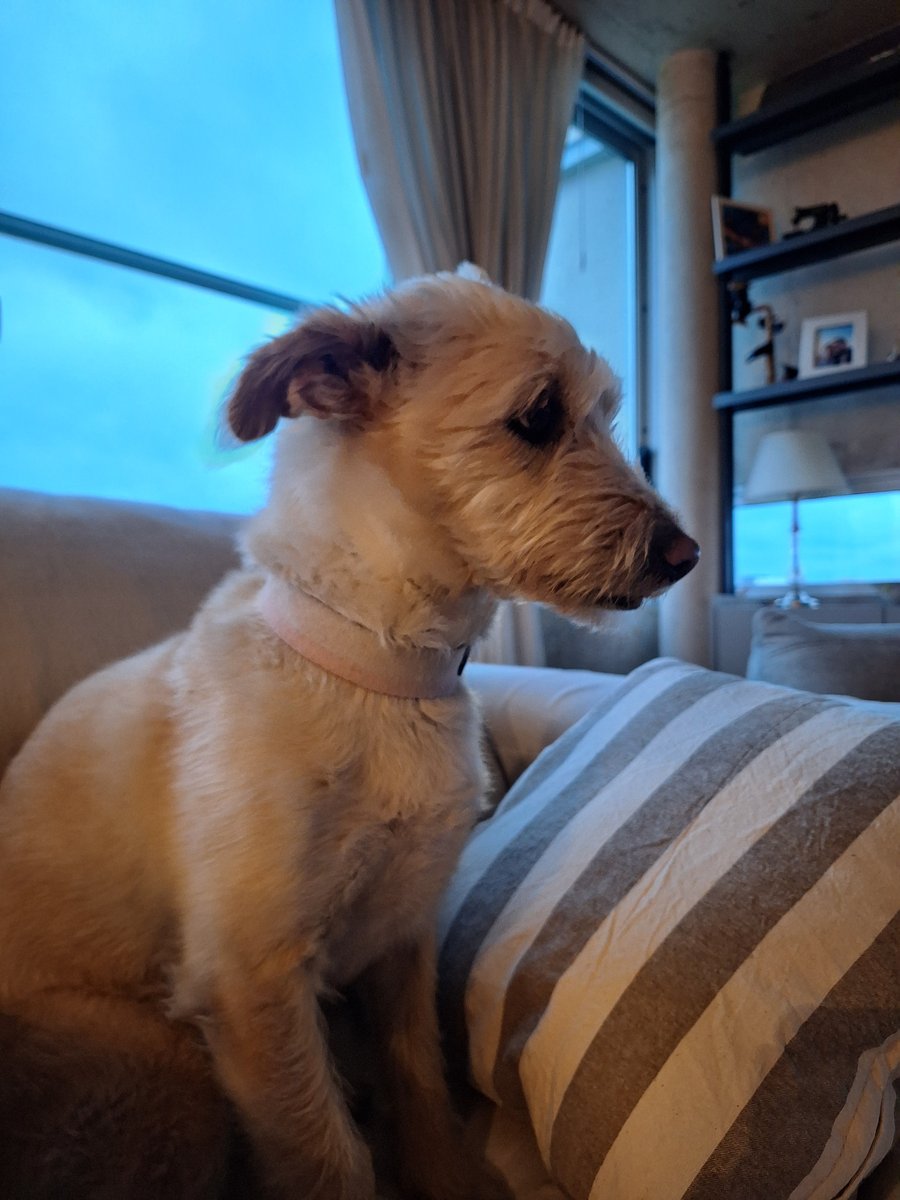 Foto de perfil de Shuby