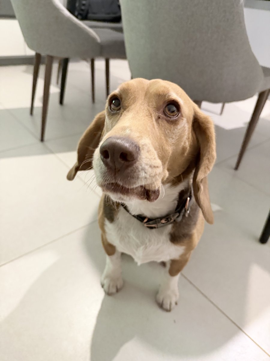 Foto de frente de Brutus