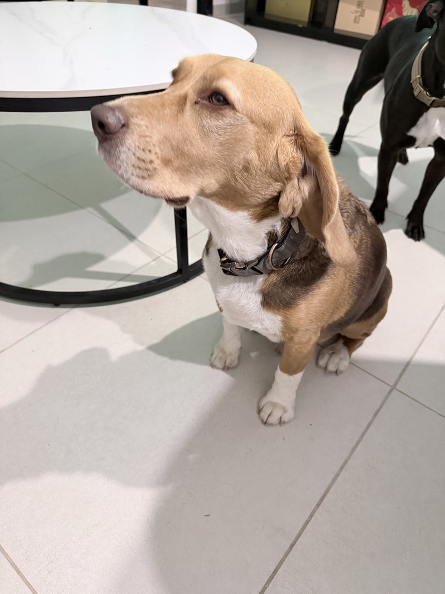 Foto de perfil de Brutus