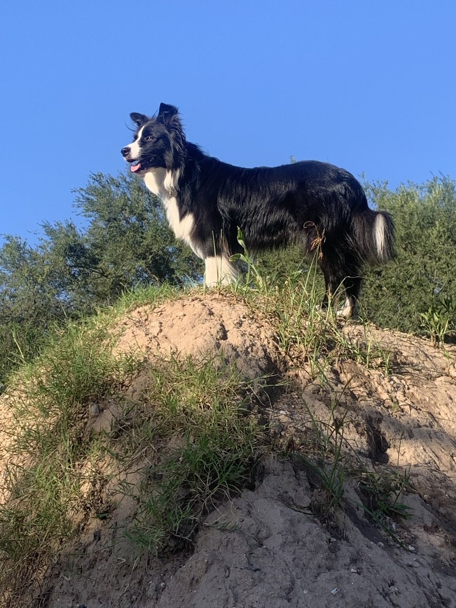 Foto de perfil de nippur