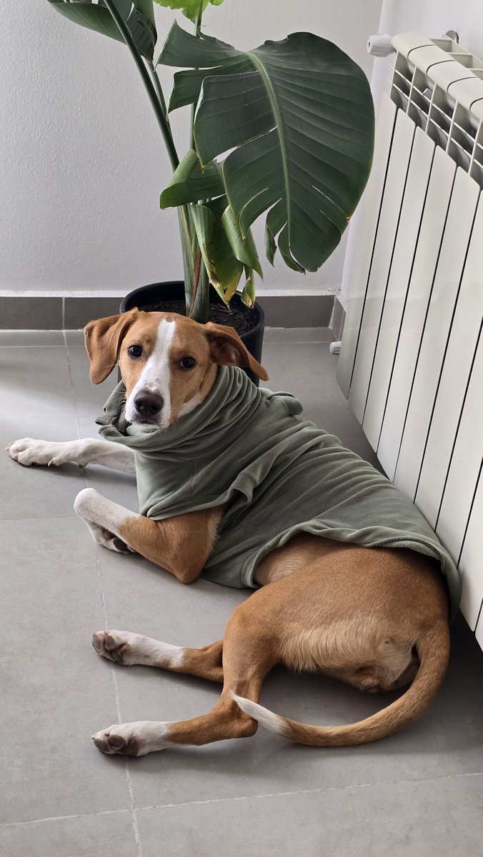 Foto de frente de MOCCA