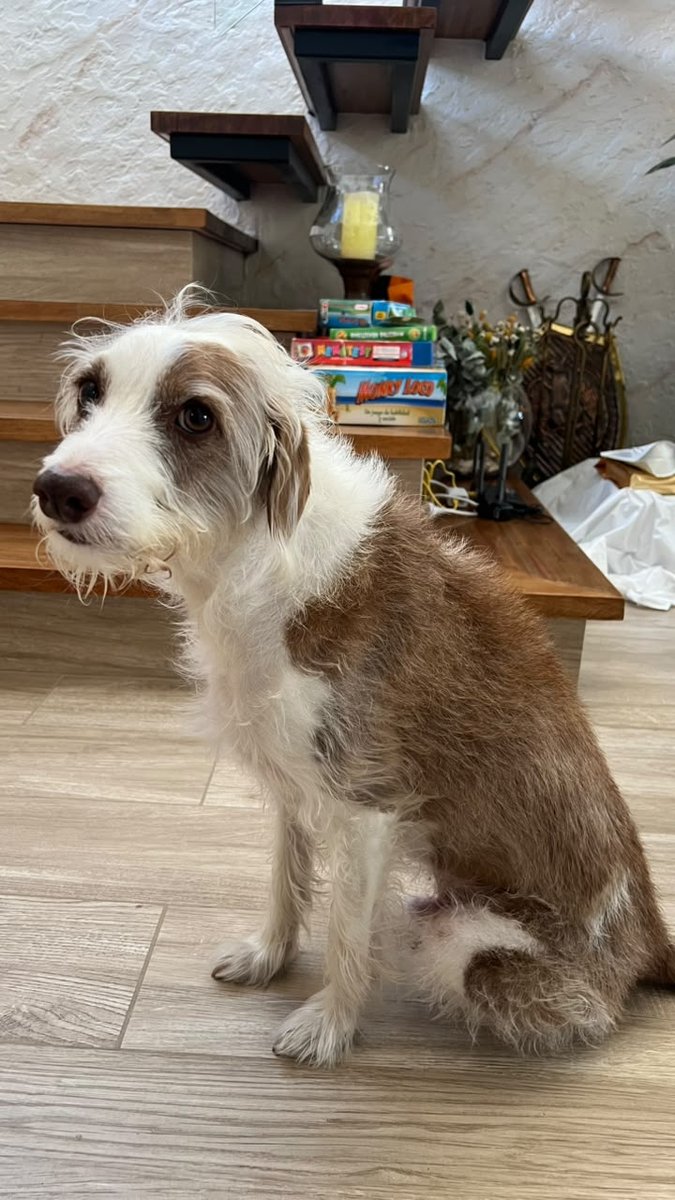 Foto de perfil de Goofy