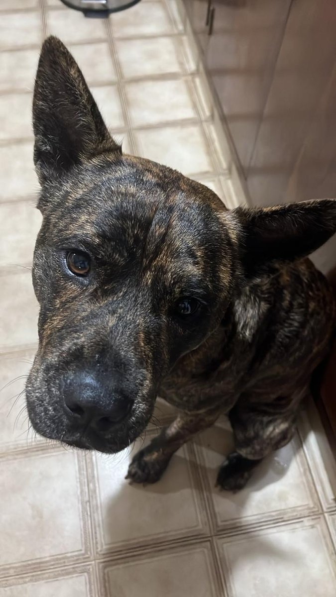 Foto de frente de Ruffus
