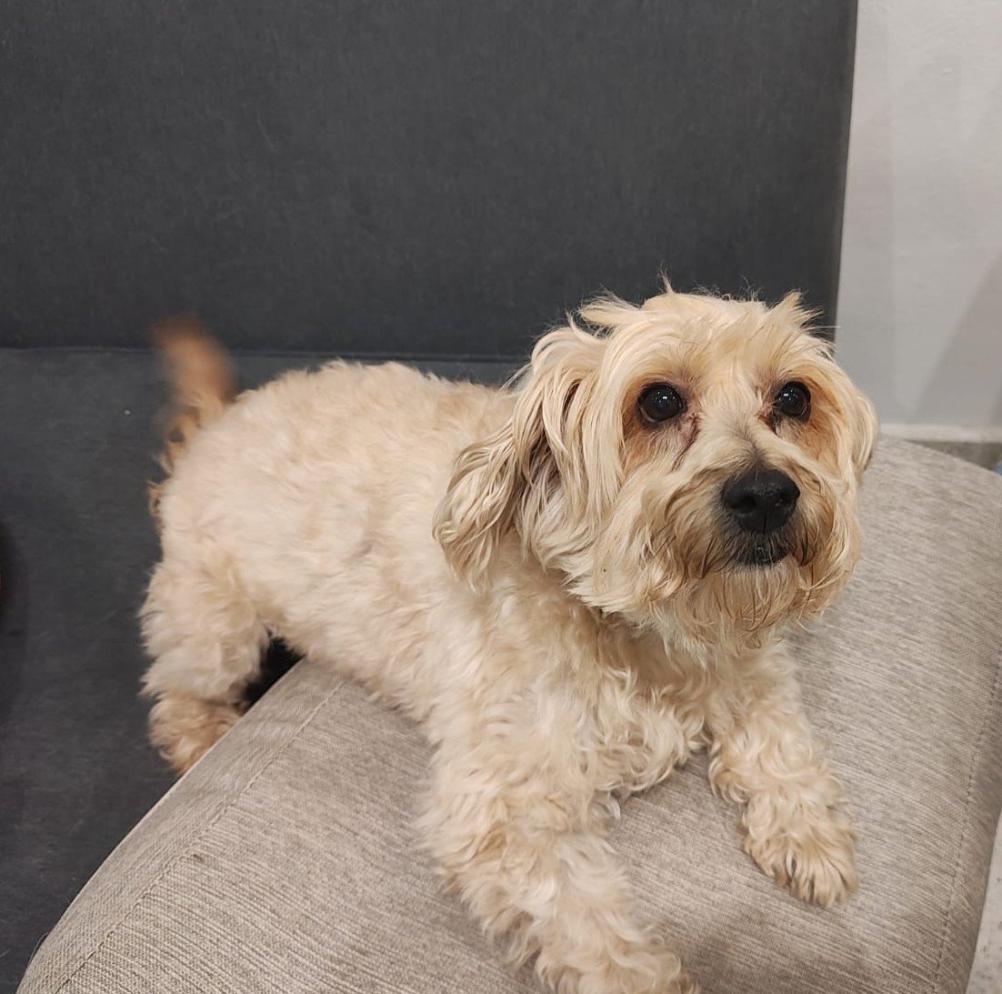 Foto de perfil de Kiwi