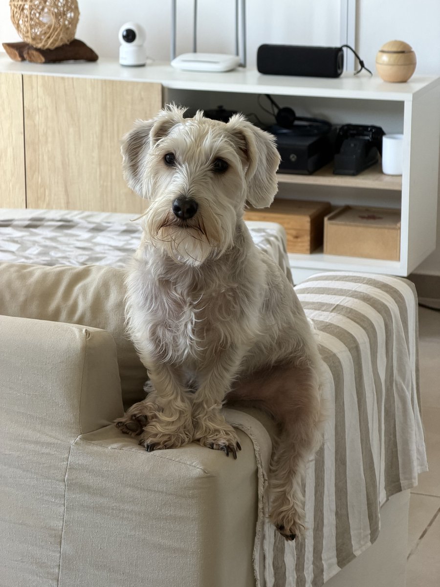 Foto de perfil de Koda